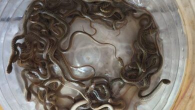 snake-27-babies-1780934833902 - Pahadi News : Latest Uttarakhand News in Hindi | उत्तराखण्ड की ताज़ा ख़बरें
