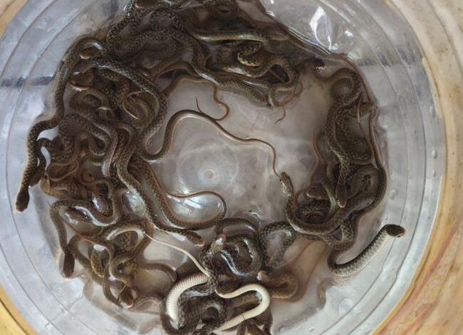 snake-27-babies-1780934833902 - Pahadi News : Latest Uttarakhand News in Hindi | उत्तराखण्ड की ताज़ा ख़बरें